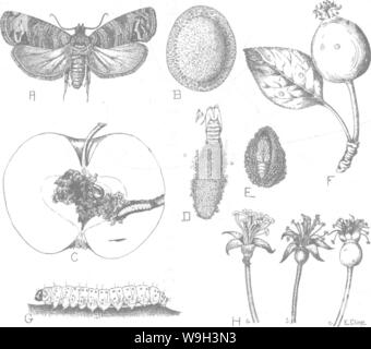 Image d'archive à partir de la page 537 de l'encyclopédie de l'horticulture ; Banque D'Images