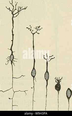 Image d'archive à partir de la page 542 de Cunningham's Text-book d'anatomie (1914) Banque D'Images