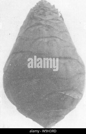 Image d'archive à partir de la page 541 de l'encyclopédie de l'horticulture ; Banque D'Images