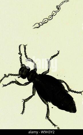 Image d'archive à partir de la page 549 de Entomologia Britannica sistens insecta Banque D'Images