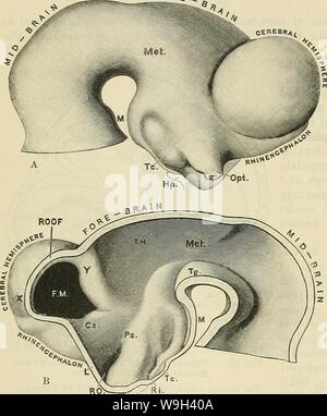 Image d'archive à partir de la page 549 de Cunningham's Text-book d'anatomie (1914) Banque D'Images