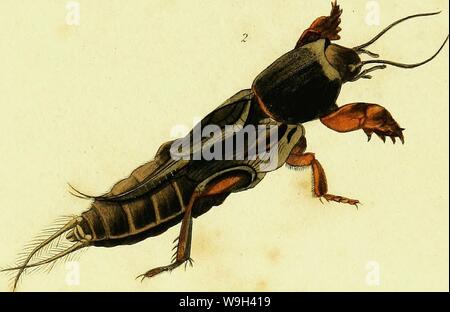 Image d'archive à partir de la page 553 d'une introduction à l'entomologie, ou,. Une introduction à l'entomologie, ou, des éléments de l'histoire naturelle des insectes : les plaques avec CUbiodiversity5061101-9659 Année : 1822 ( Banque D'Images