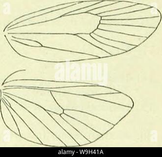 Image d'archive à partir de la page 554 d'un manuel de British lepidoptera Banque D'Images