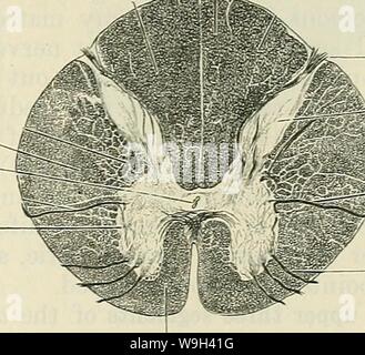 Image d'archive à partir de la page 556 du texte du Cunningham-livre d'anatomie (1914) Banque D'Images