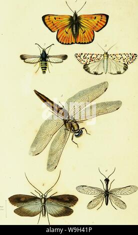 Image d'archive à partir de la page 555 d'une introduction à l'entomologie, ou,. Une introduction à l'entomologie, ou, des éléments de l'histoire naturelle des insectes : les plaques avec CUbiodiversity5061101-9659 Année : 1822 ( /'/â â //,â I,, fitifo/ied /,j, L-ri,,,,,.," Euntt. / ?,,,.- : Jlrown Inntton entreprises fr. 'Â Â Â Banque D'Images