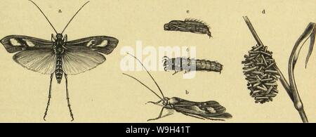 Image d'archive à partir de la page 556 de Die Insekten und Spinnen, Tausendfüssler. Die Insekten und Spinnen, Tausendfüssler CUbiodiversity1123035 Année : 1877 tauteufledfige ÄBdjevfliege ( 9. 499 ber nun 31t)erroät iienbcn OfrütjIiugSflicgcn SÖaffermottcn Familie bev, mettcrling§, d) = fyaften ödetfXiegen cläftüglev,,, fyaltflügler ic. (Phrygancodea mefentlidje ?(enbc) = gerabc biefen Söeieljungcn rungen dans ein. Ben behaarten befdjuppten fils ober, nidjti gegitterten klügeln meniger als falten fiel) bebeutenb interfltigei breiteren bie n° fächerartig meift, euh bon ben Sorberftügetn beberft gefärbten Bunt inc Banque D'Images