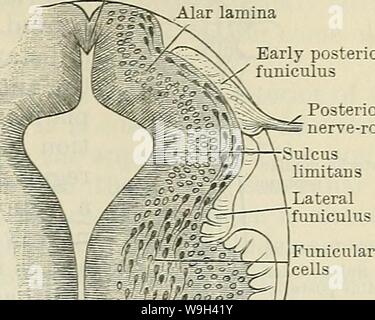 Image d'archive à partir de la page 554 de Cunningham's Text-book d'anatomie (1914) Banque D'Images