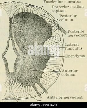 Image d'archive à partir de la page 554 de Cunningham's Text-book d'anatomie (1914). Cunningham's Text-book d'anatomie cunninghamstextb00cunn Année : 1914 ( Début " funiculus postérieure k' -SfSs racine de nerf-Vp) Wy Sulcus limitans 7/ lamina basale antérieure j-racine nerveuse avant centre du limbe funiculus ventrale un faisceau gracile Fasciculus cuneatus septum médian postérieur antérieur antérieur postérieur lmn colonne nerf-racine funiculus Anterior faisceau gracile Fasciculus cuneatus septum médian postérieur de la colonne postérieure racine postérieure Banque D'Images