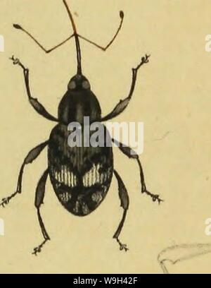 Image d'archive à partir de la page 554 de Insekten der Schweiz, die vorzueglichsten. Insekten der Schweiz, die Gattungen vorzueglichsten je durch eine Art bildlich dargestellt CUbiodiversity1121885 Année : 1836 ( &gt ;, v / tsiy-adHr-t-rfrttJ â &&(& tef. Banque D'Images