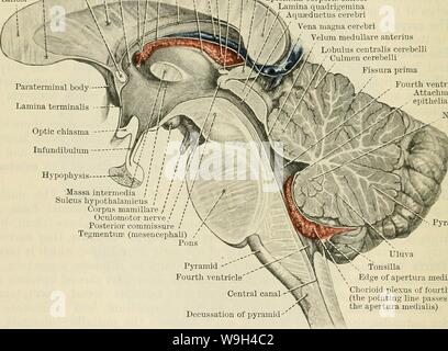 Image d'archive à partir de la page 575 de Cunningham's Text-book d'anatomie (1914) Banque D'Images