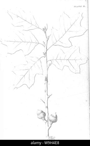 Image d'archive à partir de la page 575 d'un rapport sur les arbres Banque D'Images