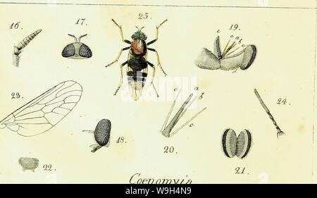 Image d'archive à partir de la page 591 de Systematische Beschreibung der europäischen bekannten. Systematische Beschreibung der bekannten europaÌischen zweifluÌgeligen CUbiodiversity Insekten1125517-9534 Année : 1818 ( i â XYloph&.Â€. oenomyiet hetÃ. Nous¤ns/etn. ,&Lt;c 5Â§S5Z,'-' Banque D'Images