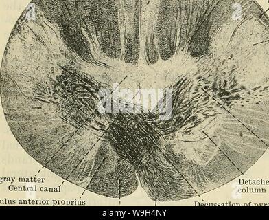 Image d'archive à partir de la page 591 de Cunningham's Text-book d'anatomie (1914) Banque D'Images