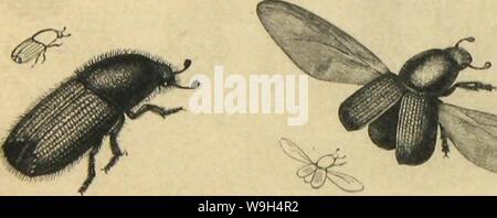 Image d'archive à partir de la page 591 de métamorphoses moeurs et instincts des. Métamorphoses moeurs et instincts des insectes (insectes, arachnides, myriapodes, crustacés) CUbiodiversity1118075 Année : 1868 ( 540 LES MÉTAMORPHOSES DES INSECTES. rongé le bois, elles se sont transformées dans une cellule, et, pour sortir de leur prison, les insectes adultes venant d'éclore ont pratiqué les trous extérieurs. Les Anobies s'appelant dans la nuit : un mâle avec ses mandibules frappe le bois, une femelle lui l'épond, et le petit bruit sec devient quelquefois un motif de crainte chez les gens superstitieux. L Banque D'Images