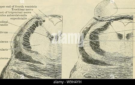 Image d'archive à partir de la page 603 de Cunningham's Text-book d'anatomie (1914). Cunningham's Text-book d'anatomie cunninghamstextb00cunn Année : 1914 ( 570 NEEVOUS LE SYSTÈME. Question de l'étage de la ventricule, est la collection de cellules pigmentées qui con- constitue la substance ferruginea. La face interne, comme il l'ensemble longitudinal est tracée vers le haut par la partie de l'aire tegmentale pons, maintient la même position dans l'ensemble, et qu'il monte il devient plus clairement défini en tant que distinct et digestif. Il se trouve à proximité du raphé médian, et immédiatement sous-jacent à la matière grise du Banque D'Images