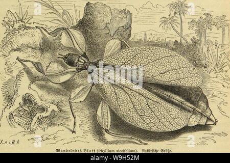 Image d'archive à partir de la page 608 de Die Insekten und Spinnen, Tausendfüssler. Die Insekten und Spinnen, Tausendfüssler CUbiodiversity1123035 Année : 1877 ( Koffi'B @e[pcii(lfd)vecfe. Sffinnbeliibeä statt. 545 roeterje fbäter roieber auftreten, bcrfdjroinben ufaminenget 3bie fo unb)örigfeit unreifen ber 3 unb reifen"ftö berroifcljen'tbe. 2)ie SSorberflüget !Pflegen uvj ju fein unb nur Sßurjel bie ber lauteren bcbcifen biefe bagegen ju, reiben nietjt ßeibesfbilje feiten gafi bis jur, r)à"en ein fet)r fcf)mâles, bergatuentartigeg Dtanbfelb bagegen gefärbtes unb, ein breitet, tjäutigcS catjtfelb 9, dans Banque D'Images