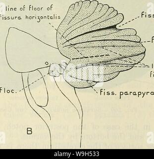 Image d'archive à partir de la page 606 de Cunningham's Text-book d'anatomie (1914) Banque D'Images