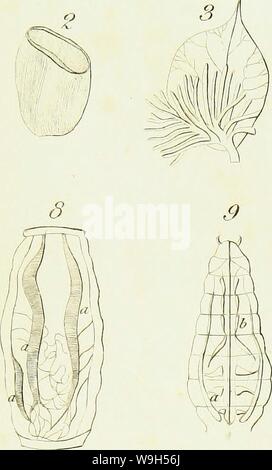 Image d'archive à partir de la page 632 d'une introduction à l'entomologie, ou, Banque D'Images