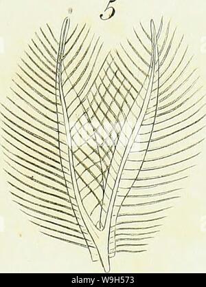 Image d'archive à partir de la page 632 d'une introduction à l'entomologie, ou,. Une introduction à l'entomologie, ou, des éléments de l'histoire naturelle des insectes : les plaques avec CUbiodiversity5061101-9656 Année : 1822 Plaque ( J3U. i 6 â n k Banque D'Images