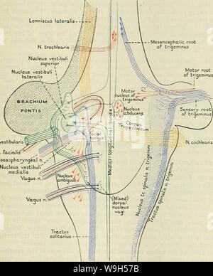 Image d'archive à partir de la page 630 de Cunningham's Text-book d'anatomie (1914) Banque D'Images