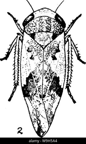 Image d'archive à partir de la page 634 de l'encyclopédie de l'horticulture ; Banque D'Images