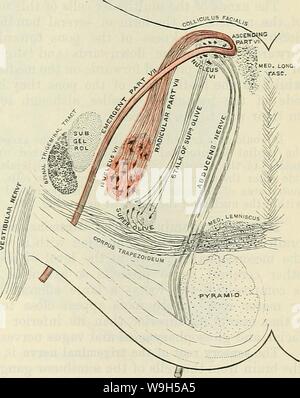 Image d'archive à partir de la page 632 de Cunningham's Text-book d'anatomie (1914) Banque D'Images