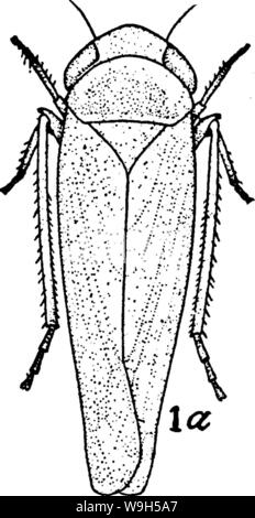 Image d'archive à partir de la page 634 de l'encyclopédie de l'horticulture ; Banque D'Images