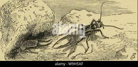 Image d'archive à partir de la page 632 de Die Insekten und Spinnen, Tausendfüssler. Die Insekten und Spinnen, Tausendfüssler CUbiodiversity1123035 Année : 1877 lojjcv «DfyrUHtnu ( uub. :65 oben um (crfteßagc), pari bann fo-lügcl gclürjte borberen 3 ctcnrc§ bom ou fäccvfövniig jufammen jtueite (Sage), g-Mefex äd)er unter bog breite tuet 33orberfelbc§§ bc britte (ßagc juleüt fdjiebt), UNB fid) biefeS ßänge aufammengeflappt ber nod) unter bie allein fid)tbare ßeberfdjuppc bicrtc SSage (). 3öer Slufmcrtfamfcit gtügel mit bcn einei Deljrlingc roieber jufammcnlcgt§ entfaltet unb, tann fid) bei einiger 33 Banque D'Images