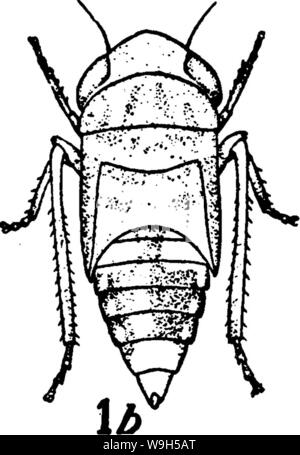 Image d'archive à partir de la page 634 de l'encyclopédie de l'horticulture ; Banque D'Images