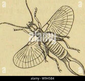 Image d'archive à partir de la page 632 de Die Insekten und Spinnen, Tausendfüssler. Die Insekten und Spinnen, Tausendfüssler CUbiodiversity1123035 Année : 1877 ( TOöiutdjcn ke ? Rto&cn OI)t)outmt fPorflonla glgantea3) ßeme beS uub !n(n (ForBcula icularia-je dans fliffltnbtr Stttliiufi). bcrtümmern Beibdjcn babon beim 2jn&gt;ci botlftänbig§ leiste unb ba suis 33aud)e. Sie jatjlreidjcn unterfd 9lrten)eiben fid) un toeldje ben Sangen, efdjtedjitcr berfelbcn fogar für bie, un abänbern tlr 2ben giufjglicbern boHIomiueneren mangelhaften, ber ober Sflügclbilbung bcrgorin§ 9, être üdcn£ = fd)ilbc§ anberen uub Werf malen, Banque D'Images