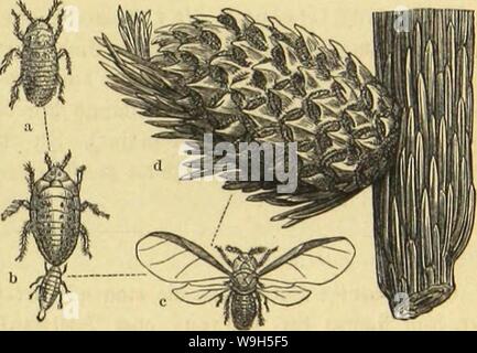 Image d'archive à partir de la page 648 de Die Insekten und Spinnen, Tausendfüssler. Die Insekten, TausendfuÌssler CUbiodiversity Spinnen und1123035 Année : 1877 ( Âcmeine Sonnentaus. ¤vdjculauÂ SÃ". Sid)en =DUubenIaitB. 581 eingeleitete Stifjbilbuug. Fitjen ScljlieÃ¼c'f) EPE dans jcllenartigen¤umen 9iÃ innerhalb eineS ananas = Ã¤nficf ; f)en .gabfenS (fig. 3d). SDevgteictjcu Rapfen bebeefen iuand tnal,)bie fronen junger Sidjtcn beeintrÃ unb unb Ã¼ber Ã¼ber¤xegcltcdjte Gntmidclung gctualtig chtigen beren. Ben Âallen Icbenben SDie dans Farben (fig. 3a) fdjlanfer iljre Âtainmmutter finb als, bettjcglidjer bic als Banque D'Images