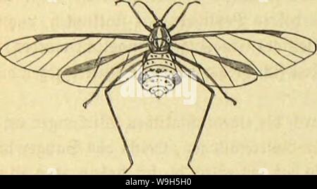 Image d'archive à partir de la page 657 de Die Insekten und Spinnen, Tausendfüssler. Die Insekten, TausendfuÌssler CUbiodiversity Spinnen und1123035 Année : 1877 Âiefccntc Orbituiig ( 590 : Âct elfevfe6iia) ; bievte gamiti¶¤tatttÃ : SÃ'EFU. bicfc SorauSfcÃ¼ungeu fcljtcn aber, ne namentflÃ¶fjcrcDbftanbflan¤j grÃ3itngenin tIommen !8ctrad) veidjt jcneÂ§ ; Mittel aus nicfjt fleiÃiges ÂbriÃ¼en, bn fit mit Âeifenronffer Âdjmierfeifc (bon), à l'unb 3toar fidj fobalb SStattlÃ¤ufc 311 bie geigen anfangen, baS cinfadjftc urirtfarnfte SJHttel rjier iinb, aber itidjt Âegenftanbe bev Ort, bem nÃ 2004-2005 31t ljer treten. Slufjer Aphis gib Banque D'Images