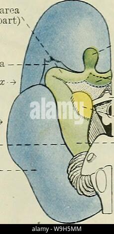 Image d'archive à partir de la page 658 de Cunningham's Text-book d'anatomie (1914) Banque D'Images