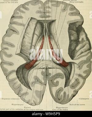 Image d'archive à partir de la page 667 de Cunningham's Text-book d'anatomie (1914) Banque D'Images