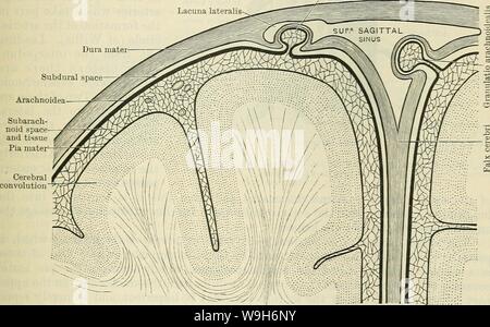 Image d'archive à partir de la page 704 de Cunningham's Text-book d'anatomie (1914) Banque D'Images