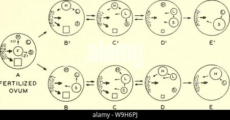 Image d'archive à partir de la page 704 des courants dans la recherche biochimique, 1956 ;. Les courants dans la recherche biochimique, 1956 ; vingt-sept essais tracer la voie actuelle de la recherche biochimique et compte tenu de la relation intime de biochimie à la médecine, la physiologie, biologie et currentsinbioche1956gree Année : 1956 ( la cancérogenèse ceux immatures sont à gauche. Les flèches dans les cellules représentent les concepts de dépendance et de la concurrence. Les flèches entre les cellules représentent beaucoup d'étapes et de cellules en transition. Dans ce schéma, la cellule A représente le toti-potentiel fer- tilized ovule. Im Banque D'Images