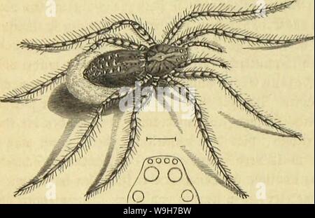 Image d'archive à partir de la page 745 de Die Insekten und Spinnen, Tausendfüssler. Die Insekten, TausendfuÌssler CUbiodiversity Spinnen und1123035 Année : 1877 ( 6723&gt;wite Drbmmg : !ffie&f|&gt iunen fÃ¼nfte gcimUic ;; : SBotfÃ flMiuicii fammetartigen Âtunbei¤. getjÃ¼vt cfjatattciiftifcfjen 3bet 31t eictjnung Hinterleibes-SorbetÂ" fammtlidjer Âattungigenoffen unb. SieSlrten toeldje ungcjÃ¤, eine 2ljute lftcrftauc feljt ftfjmalcn, einen botn unb l)od) abgebadjten Ãobf Ijabeu, bie Slugen dans bet 2ttt georbnet¶r unb eine ffÃ|)etjeidjnung folgenbe tragen, loie bie ?lbbilbung borfÃ¼ljrt beibe, homme de l'IJAT ne Banque D'Images