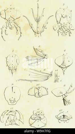 Image d'archive à partir de la page 754 d'une introduction à l'entomologie, ou,. Une introduction à l'entomologie, ou, des éléments de l'histoire naturelle des insectes : les plaques avec CUbiodiversity5061101-9657 Année : 1822 ( PUle FU. Banque D'Images