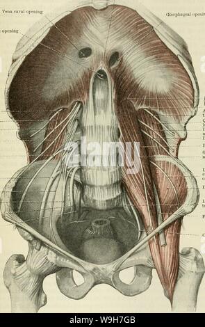 Image d'archive à partir de la page 754 de Cunningham's Text-book d'anatomie (1914) Banque D'Images