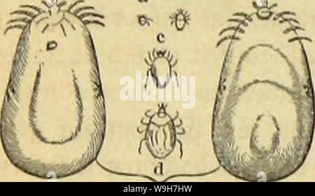 Image d'archive à partir de la page 757 de Die Insekten und Spinnen, Tausendfüssler. Die Insekten, TausendfuÌssler CUbiodiversity Spinnen und1123035 Année : 1877 Âritte Orbiuiiig ( C84 : Ã¼ftil Ã¼ievte&cn : $ol3bod, bie gemeine Â£&gt;unb33ecte (Ixodes ricinus), in roeldje uorangegangenen Scobadjtungen bie fid) ftejicljcn ronrb fdjon SlriftoteieS, bon unter bem Hauten âÃroton» iptiniug âfRtcinuS, bou ali" ertaunt fÃ¼tjrt glcid ; letzterer)3eitig tuicbiefeSBcjcicIjtuing au, 3re position imÃ, d)pi ben¶lrcidjen fÃ¼r Ã Samen beg Ã 2004-2005 Bunberbaumei Ggljpten geltenb d'attg auf, biefeg bevtjajjte â€l)Ã¼bertragen roorben ier fei. Sff Banque D'Images