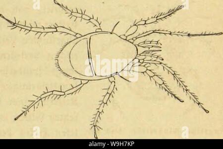 Image d'archive à partir de la page 754 de Die Insekten und Spinnen, Tausendfüssler. Die Insekten und Spinnen, Tausendfüssler CUbiodiversity1123035 Année : 1877 ( Ääfermitbe emeine. Md1 cmciiic Sßogelmilbe. Md1 eineine glebctmctuSmilbe. GS1 ewanbttjeit umtjer mit, forttuätjrcnb bcmegcnb bie babei unb roorj plus doux ! Audt) Söorberbeincn taftcnb mit bcn. @Ine sa tjäuftgftcn lrten bie gemeine 2ift (Gamasus ftäfermilbe coleoptratorum jiemlid), ein) tjavteg rotljgelbeä Sberdjen burcfjfdmittlid, bon),i2 DJcillimeter tuctdjcS Sänge, souvent l'homme SDtengen Sobtengräbern großen dans un, TOftfäfcrn onbercn unb fummeln, Banque D'Images