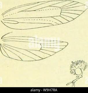 Image d'archive à partir de la page 795 d'un manuel de British lepidoptera. A handbook of British lepidoptera CUbiodiversity1126142 Année : 1895 ( 786 tIIICITOI IIAOA TINEINA [l'Angleterre à Caledonian Canal, l'Irlande, commun ; l'Europe, Asie, Afrique, Amérique du Nord, Australie, Nouvelle-Zélande ; 6, 7. Oohreous larve blanchâtre-cordon ; brown : silken parmi nos galeries en laine et du matériel ; 9-f. 41. Tinea, L. Chef rugueux. Langue courte. - Des antennes, en $ $ cilié, simple ou mixte basale avec parfois de petits pecten. Palpi labiaux, porrected modérée, deuxième sous parfois, avec de longues soies apicales au-dessus d'un Banque D'Images