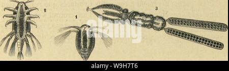 Image d'archive à partir de la page 795 de métamorphoses moeurs et instincts des. MeÌtamorphoses mÅurs et instincts des insectes (insectes, arachnides, myriapodes, crustaceÌs CUbiodiversity1118075) Année : 1868 ( MÃTAMORPHOSES LES 712 DES INSECTES. les ports avec les arachnides, comme les Fsopodes rnsectes are provided with de l'UE. Animaux de grande taille, ils ont un grand bouclier, cÃphalothoracique sÃparÃet onu abdomen bien une file d'arti- culÃe. PrivÃs de mandibules et de mÃ¢choires, des pattes en rem- plissent les usages. CrustacÃs La SCÉ composent la famille des Limu- uDKs, dont on connaÃ®t plusieurs espÃ¨ces, de Banque D'Images