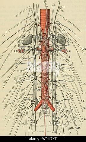 Image d'archive à partir de la page 795 de Cunningham's Text-book d'anatomie (1914) Banque D'Images
