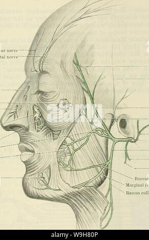 Image d'archive à partir de la page 816 du Cunningham's Text-book d'anatomie (1914). Cunningham's Text-book d'anatomie cunninghamstextb00cunn Année : 1914 faciale ( Neeve Directeur. 783 (iii) dans le cou le nerf facial dégage trois branches musculaires : (1) et (2) Ramus, Ramus Digastricus Stylohyoideus âSmall.alimentation branches le stylo et l'hyoïde -ventre postérieur du digastrique, ce dernier communique avec le nerf glossopharyngien parfois. (3) N. Auricularis Posterior.- âThe nerf auriculaire postérieur se penche en arrière et vers le haut sur le bord antérieur du .l'apophyse mastoïde pro- cess ainsi que la partie postérieure au Banque D'Images