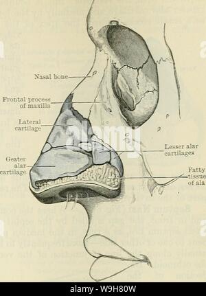 Image d'archive à partir de la page 834 de Cunningham's Text-book d'anatomie (1914). Cunningham's Text-book d'anatomie cunninghamstextb00cunn Année : 1914 ( XASAL LA CAVITÉ. 801 procédure de suture frontale maxillaire ; juste au-dessous du niveau de l'os nasal il est poursuivi, de chaque côté, dans les cartilages latéraux, qui peuvent être considérés comme ses extensions d'ailes. La partie inférieure de cette frontière est séparée par une fissure du cartilage latéral, et s'étend vers le bas entre les cartilages, alar supérieure à laquelle il est attaché par du tissu fibreux : dans ce tissu fibreux d'un petit complément car- tilage je Banque D'Images