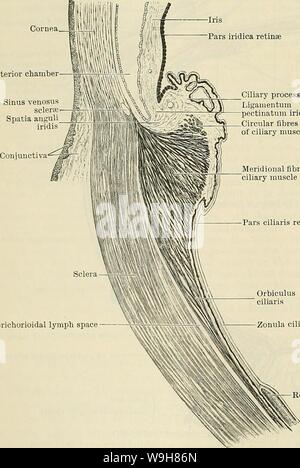 Image d'archive à partir de la page 845 de Cunningham's Text-book d'anatomie (1914). Cunningham's Text-book d'anatomie cunninghamstextb00cunn Année : 1914 ( 812L OEGANS DE SENS. Iridica pars de la chambre antérieure de la cornée rétine dépourvue de tissu musculaire, sont superficiels pour les artères ; ils sont entourés de gaines lymphatiques périvasculaires et convergent pour former des verticilles, qui s'ouvrent dans la veine ? Vorticosae. Dans le tissu entre les vaisseaux sanguins sont nombreux, stellaire, aplati et de cellules pigmentées. La lamina choroïde est composé essentiellement de petits capillaires, qui forment un réseau extrêmement fermer Banque D'Images