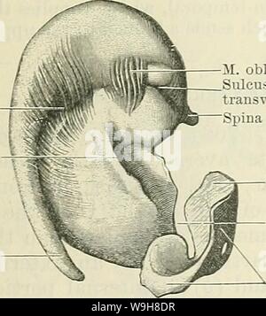 Image d'archive à partir de la page 862 de Cunningham's Text-book d'anatomie (1914) Banque D'Images