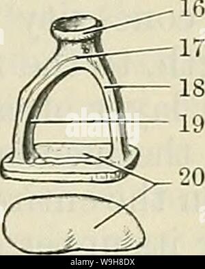 Image d'archive à partir de la page 872 de Cunningham's Text-book d'anatomie (1914). Cunningham's Text-book d'anatomie cunninghamstextb00cunn Année : 1914 ( 15 d e cochon. 714. l'ouïe des osselets de l'oreille gauche (grande environ trois fois). A, Incus, vu de face ; B, Marteau, vu de derrière ; C, l'enclume, et D, Marteau, vu de dedans 1. Corps de l'enclume, avec surface articulaire pour la tête de marteau. 2. Orus longum. 3. Processus lenticularis. 4. La surface articulaire de l'enclume. 5. Tête de marteau. 0. Cou de marteau. aspect ; E, étrier. 7. Processus lateralis. S. Manubrium. 9. Corps de l'enclume. 10. Crus breve. 11. Banque D'Images