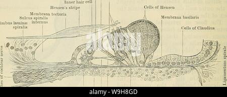 Image d'archive à partir de la page 883 du texte du Cunningham-livre d'anatomie (1914). Cunningham's Text-book d'anatomie cunninghamstextb00cunn Année : 1914 ( 850 L'OKG-ANS DE BON SENS. de l'implant cochléaire, nerfs et est en continuité avec la membrane basilaris. La surface supérieure du labium vestibulare présente un certain nombre de sillons qui se croisent presque à angle droit, et l'intersection d'une série d'élévations qui, à la marge de l'embouchure, former une rangée de dent-comme les structures, à propos de 7000, le nombre de dents de Huschke auditif. Couvrant le limbe est une couche d'épithélium pavimenteux apparemment ; la d Banque D'Images